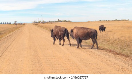 CLOSE UP: Herd of big buffalos pasturing on a dry grassland prairie on sunny day in hot summer. Bison bulls grazing on dry arid grass at Badlands National Park during drought - Powered by Shutterstock