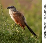 Close up, an isolated female of african bird, Centropus superciliosus burchelli, White-browed Coucal, perched on the top of bush on the  Nile river bank. Murchison Falls, Uganda, Africa.