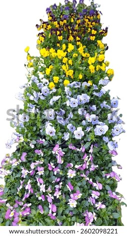 Close up, isolated image of container planted, various colored  pansies grouped together for a colorful patio, courtyard, backyard, landscape display that provides a pop of Spring or Summer color outside. Photograph of the garden pansy, a type of polychromatic large-flowered hybrid plant cultivated as a garden flower. Graphic of a Pansy Mosaic, a dense, multicolored, mixed-variety grouping of plants. A Living Kaleidoscope that Captures the bright, shifting colors of a mixed planting. Picture of a vibrant, mixed-color garden bed, grouping pansies together for maximum color impact. A colorful display of blue, purple, and yellow flowering plants in a Polychromatic Garden. 