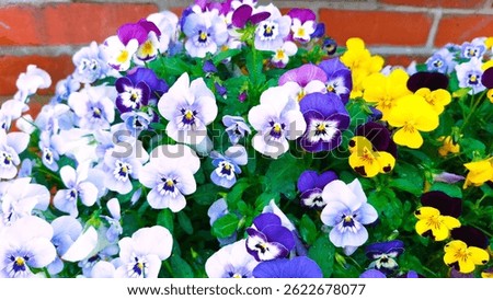 Close up, isolated image of container planted, various colored  pansies grouped together for a colorful patio, courtyard, backyard, landscape display that provides a pop of Spring or Summer color outside. Photograph of the garden pansy, a type of polychromatic large-flowered hybrid plant cultivated as a garden flower. Graphic of a Pansy Mosaic, a dense, multicolored, mixed-variety grouping of plants. A Living Kaleidoscope that Captures the bright, shifting colors of a mixed planting. Picture of a vibrant, mixed-color garden bed, grouping pansies together for maximum color impact. A colorful display of blue, purple, and yellow flowering plants in a Polychromatic Garden. 