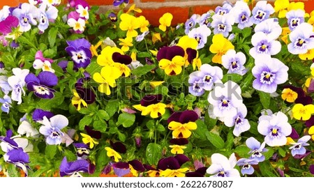 Close up, isolated image of container planted, various colored  pansies grouped together for a colorful patio, courtyard, backyard, landscape display that provides a pop of Spring or Summer color outside. Photograph of the garden pansy, a type of polychromatic large-flowered hybrid plant cultivated as a garden flower. Graphic of a Pansy Mosaic, a dense, multicolored, mixed-variety grouping of plants. A Living Kaleidoscope that Captures the bright, shifting colors of a mixed planting. Picture of a vibrant, mixed-color garden bed, grouping pansies together for maximum color impact. A colorful display of blue, purple, and yellow flowering plants in a Polychromatic Garden. 