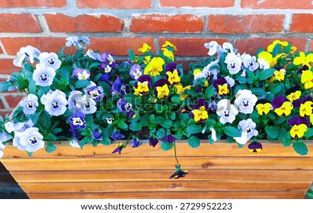 Close up, isolated image of container planted, various colored  pansies grouped together for a colorful patio, courtyard, backyard, outdoor display that provides a pop of Spring or Summer color in your garden. Photograph of blue, purple, and yellow colored pansies, a pretty and colourful type of polychromatic large-flowered hybrid plant cultivated as a garden flower. Graphic of a Pansy Mosaic, a dense, multicolored, mixed-variety grouping of plants. A Living Kaleidoscope that Captures the bright, shifting colors of a mixed planting. Picture of a vibrant, mixed-color garden bed, grouping pansies together for maximum color impact. A colorful display of blue, purple, and yellow flowering plants in a Polychromatic Garden. 