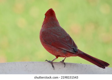 The Close Up, Isolated View Of A Red, Male Cardinal That Is Perched On The Edge Of A Heated Bird Bath With A Green Background.