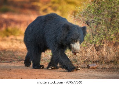 Close Up, Isolated, Wild Sloth Bear, Melursus Ursinus, On Dusty Road In Ranthambore National Park, India. Insect Eating Bear With Long Claws Walking Along The Camera, Wildlife Photography.    