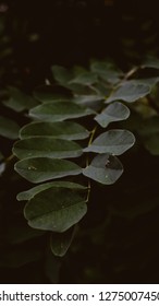 Close -up Leaf