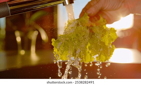 CLOSE UP, LENS FLARE: Hand holds and washes a bunch of green lettuce under modern water tap. Water droplets splashing and sparkling in golden light as fresh leafy green are being prepared for salad. - Powered by Shutterstock