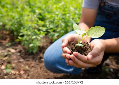 Close up, Little girl spends her free time helping her family grow vegetables and caring for their produce in the garden.  She holding the plant and seeding to grow. Agricultural concepts.