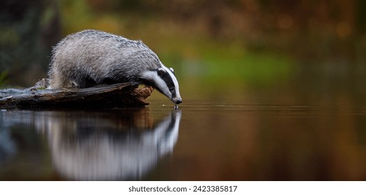 Cercano, bajo ángulo, lateral, vista panorámica del badger europeo, Meles Meles, agua potable del estanque forestal. Animal de bosque rayado blanco y negro en el colorido bosque de abeto otoñal. 