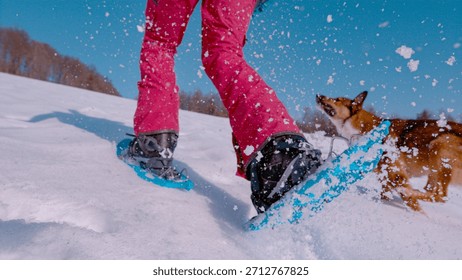 CLOSE UP, LOW ANGLE VIEW: Woman in bright pink pants and blue snowshoes kicks fresh snow on a sunny winter slope while a cheerful brown dog runs excitedly alongside her. Joyful walk on a snowy day.