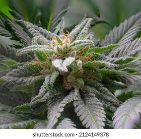 Close up, macro cannabis flower shots.