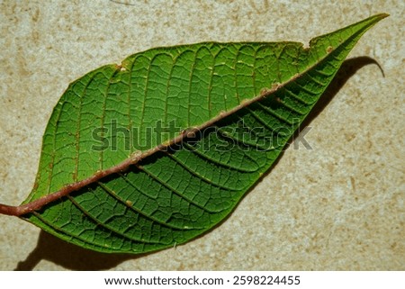 CLOSE UP, MACRO: Green leaf of a potted plant infested with harmful scale insects. Detailed view reveals damaged and browning leaf edges with numerous honeydew drops extracted by a tropical pest.