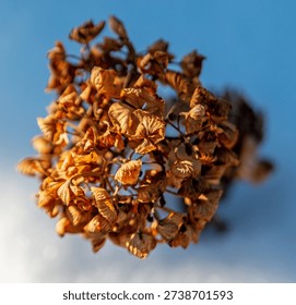 Close up, macro, hydrangea flower head in winter. Dry, dried, golden brown florets. Detail, texture, colour, color. Sunny day, sunshine. Snow. Perennial garden plant, shrub, bush. Season, seasonal. Canadian winter.