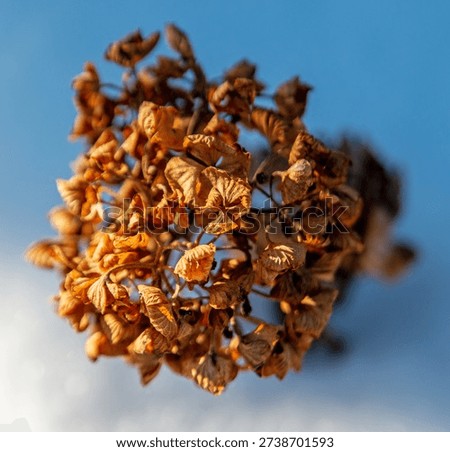 Close up, macro, hydrangea flower head in winter. Dry, dried, golden brown florets. Detail, texture, colour, color. Sunny day, sunshine. Snow. Perennial garden plant, shrub, bush. Season, seasonal. Canadian winter.