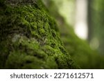 A close up, macro look over moss on a tree.