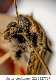 close up, macro, moth head up close