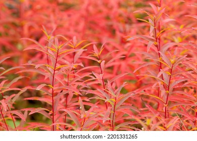 2,642 Weed leaf on fire Images, Stock Photos & Vectors | Shutterstock