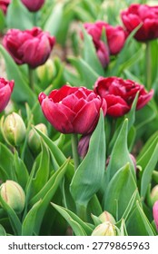 Close up, macro of red double tulip Tulipa gesneriana, burgundy peony flowered tulips blooming in garden bed. Natural floral background, ornamental flower, landscape design, plant breeding, gardening