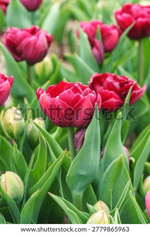 Close up, macro of red double tulip Tulipa gesneriana, burgundy peony flowered tulips blooming in garden bed. Natural floral background, ornamental flower, landscape design, plant breeding, gardening