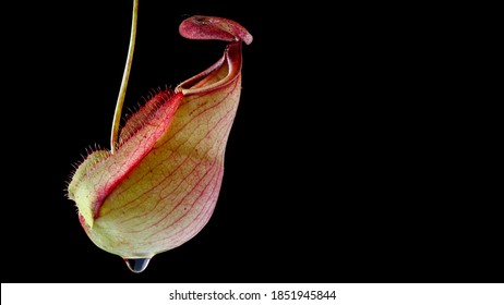 close up, macro shot of tropical pitcher plants or monkey cups isolate on black background, nepenthes mirabilis - Powered by Shutterstock