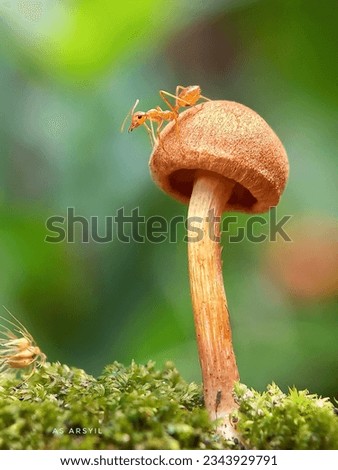 Close up, macro of unique orange mushroom and red ants (rangrang) walking. Ants walking on orange mushrooms growing in moss, natural green bokeh background.