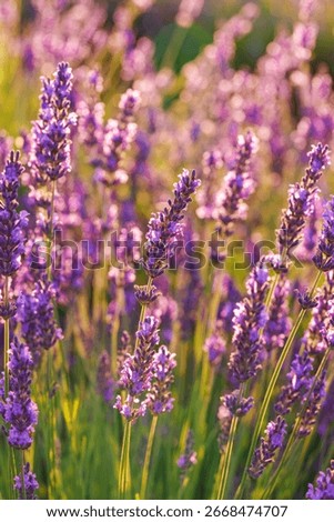 Close up, macro view of vibrant purple lavender flowers in soft evening sunlight. Golden light, delicate texture and fragrant essence of blooming plants in full summer. Natural background, lanscape