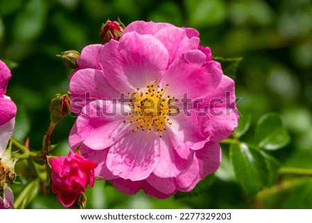 CLOSE UP, MACRO: Visible yellow pistil and stamens of fully open rose flower. Beautiful pink colored petals of blooming garden rose. Charming ornamental blossoms enliven and beautify home garden.