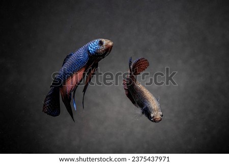 Close up, Male and female Betta Smaragdina, Siamese Fighting Fish, Emerald betta isolated on black background. Macro photography. A pair of Siamese fighting fish.