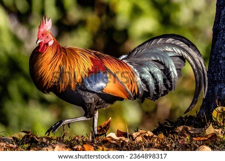 Close up, male red jungle fowl in natural habitat Khao Yai National Park, ancestor of rooster or domestic chicken.