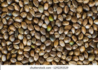 Close up. Many Cannabis seeds. Macro detail of marijuana seed. Organic Hemp seed. Hemp seeds background in macro.