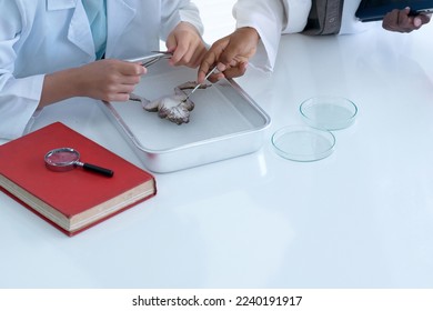 Close up, of multiracial students and learning about the anatomy of  frog in a lab, Biology science