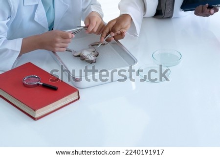 Close up, of multiracial students and learning about the anatomy of  frog in a lab, Biology science