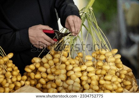 Close up, muslim woman hand cutting a yellow date palm branch with scissors for separate sale to customer, yellow Bahi dates farm produce, sweet and delicious for eating fresh