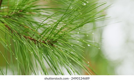 Close up. Needles On Branches. Dew Drops On Pine Needles. Pine Branches With Lots Of Needles With Drops Of Water. - Powered by Shutterstock