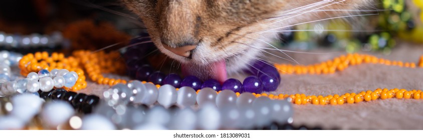 Close Up: Nose And Tongue Of A Tabby Cat, Cat Licks Women's Jewelry Lying On The Table, Banner, Space For Text, Macro