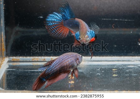 Close up, a pair of Betta Smaragdina (male and female), Siamese Fighting Fish, Emerald Betta isolated on black background.
