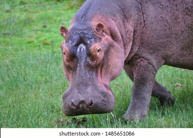 Up close (close up) and personal with a hippopotamus