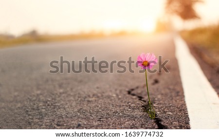 Close up, Pink flower growing on crack street sunset background