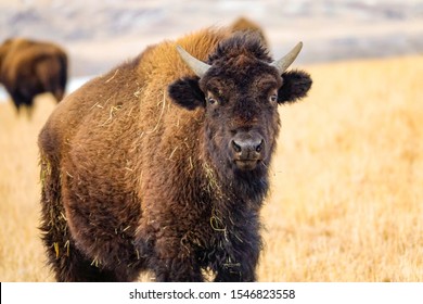 CLOSE UP, PORTRAIT, DOF: Beautiful young bison wandering around the picturesque Montana prairie stops and looks into the camera. Spectacular shot of an adult American buffalo in its natural habitat - Powered by Shutterstock