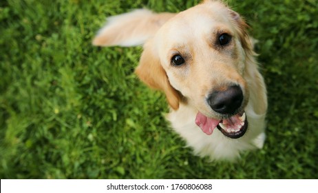 Close up. Portrait of a golden retriever looking up into the camera and then - standing on its back feet. Green grass in the background. Top view - Powered by Shutterstock