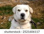 Close up, portrait photo of a large mixed breed dog, with long white fur, hazel eyes and black nose, with a fabric collar and bow, staring at the camera, adorable, pensive or angry mood.