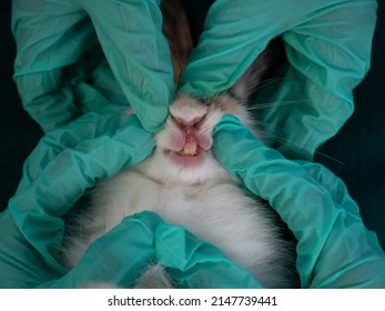 Close Up, Rabbit Teeth Got Examined By Two Veterinarians. 