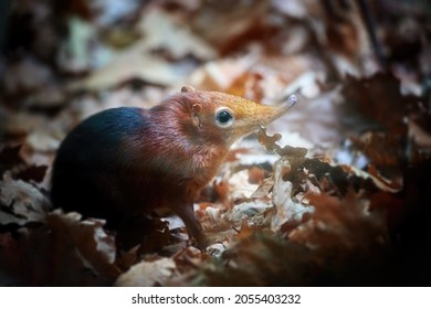 Close up, rarely seen Black and rufous elephant shrew, Rhynchocyon petersi, small rodent with long, moveable nose in its environment. Dense forests of Kenya and Tanzania, Africa. Animal in human care.