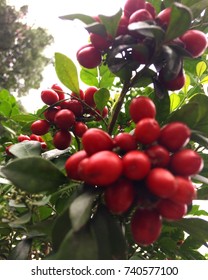 Close Up! Red Fruit