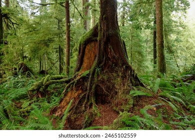 CLOSE UP: Roots of a tall pine tree grow over an old stump decaying in the depths of the picturesque Hoh Rainforest. Moss covered tree overgrowing a red hued stump in the Olympic National Park. - Powered by Shutterstock