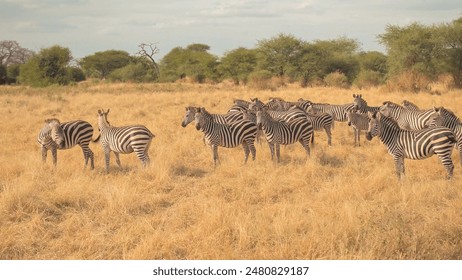 CLOSE UP: Safari private game drive past herd of cute zebras pasturing on arid meadow field in beautiful African tropical savanna, exploring wilderness and observing wild animals in natural habitat - Powered by Shutterstock