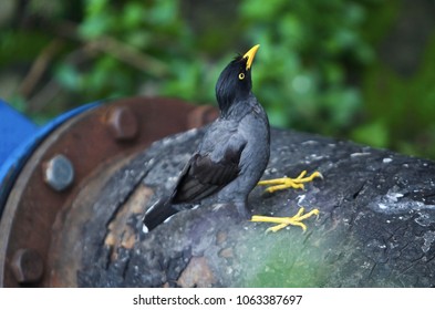 Close up. Selective focus. Bird perched said pipe valve.