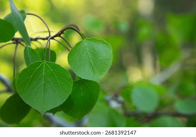 Close up, selective focus on Quaking Aspen leaves in summer in South Dakota with green bokeh copy space on right.  