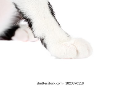 Close up, side view of a white with black cat paw isolated on white background. Shallow depth of field, selective focus - Shutterstock ID 1823890118