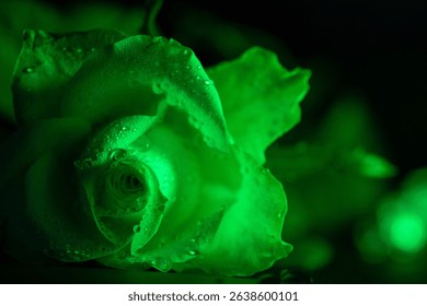 A close -up of a single flower of white rose in green fluorescent light  - Powered by Shutterstock - Get 15% off with code: PIKWIZARD15