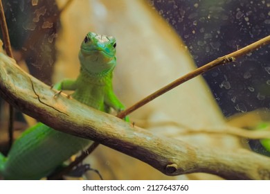 Close Up: Small Green Lizard Slowly Crawling On Wooden Branch In Terrarium. Herpetology, Pet, Zoology And Reptile Concept